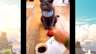 แมวตลก#555#02