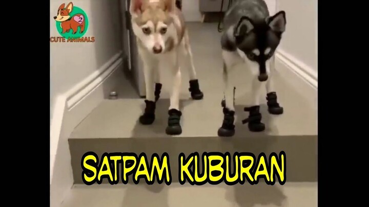JANGAN di LIHAT..!! iki HEWAN GENDHENG PALING LUCU