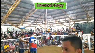 2hits ulutan at man obsolete imortal grey 2x winner