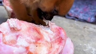Bone: What else can you do besides making me drool?