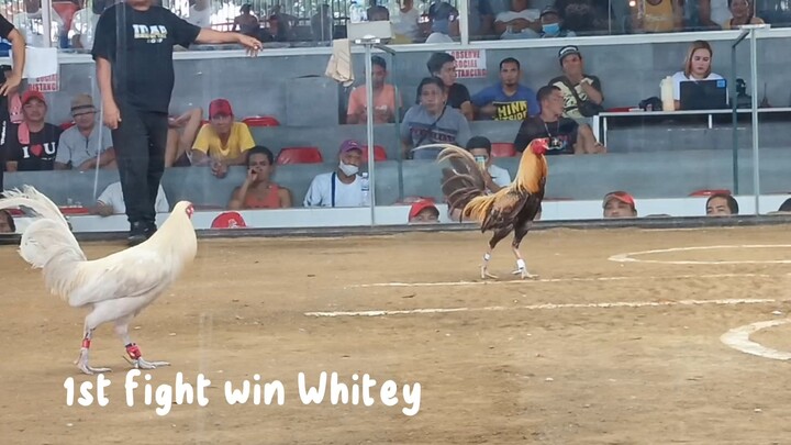 2cock ulutan @Drt Biñan Laguna