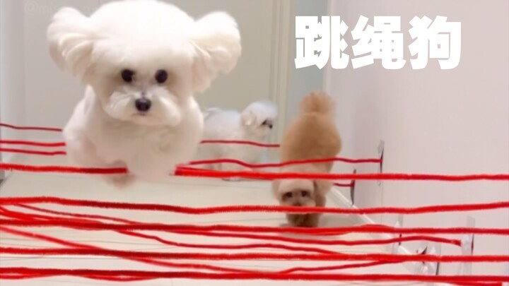 【Maltese】Obstacle Course Challenge: Who’s the Clumsy Puppy?