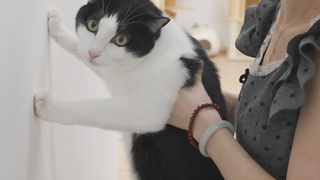 A cat IQ-testing method popular overseas—it's actually pretty accurate...