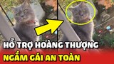 Bé mèo THÍCH NGẮM GÁI ở BAN CÔNG cô gái xử lý BÁ ĐẠO để tránh nguy hiểm 😂 | Yêu Lu