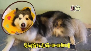 People always ask how momo can keep clean all the time?  More than two cleaning housekeepe