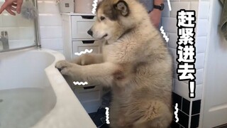 Cuối cùng chú chó cũng vào bồn tắm: Có khó không khi phải dụ một chú chó Alaska không thích tắm vào 