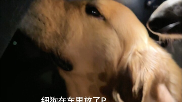 Fine Dog: You old fool, really? #GoldenRetriever #FineDog #ShaanxiSighthound #Dogs’ Thoughts Are Wri