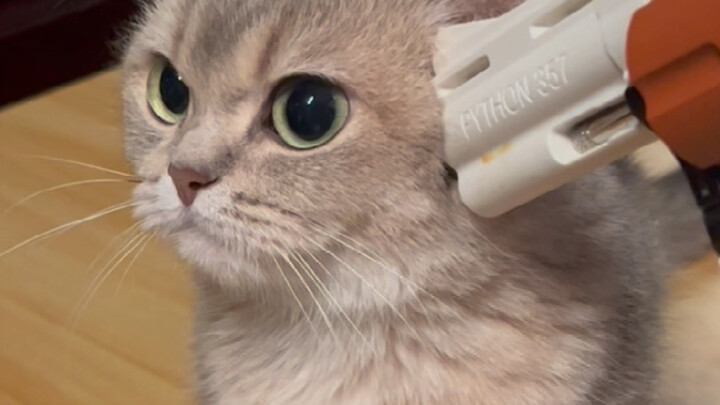 แมว: บางทีฉันก็อยากโทรแจ้งตำรวจจริงๆเลย