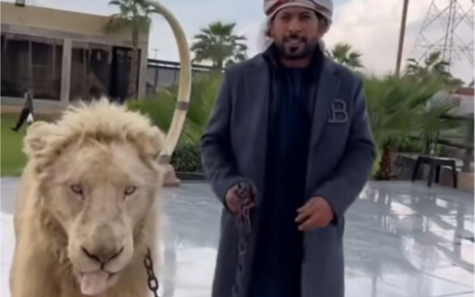 You keep cats and dogs, but Dubai's rich people have started to keep lions