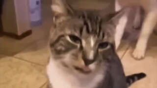 Kucing-kucing Berbeda Bagian 2