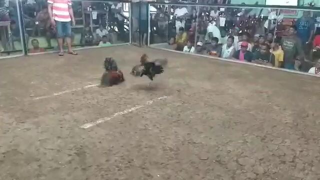 5cock/ bullstag derby 2nd fight win.