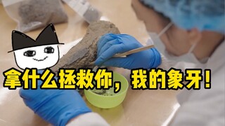 Kucing Purba丨Apa yang bisa kugunakan untuk menyelamatkanmu, gadingku!