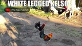 White Legged Kelso || ENG Ragamak GF