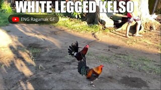 White Legged Kelso || ENG Ragamak GF