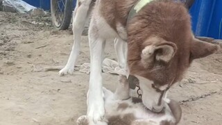 Chú chó Husky cực kỳ quý trọng đứa con độc nhất của mình, cả ngày cứ nhìn chằm chằm như sợ bị cướp m