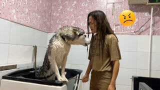 Trải nghiệm tắm cho Husky