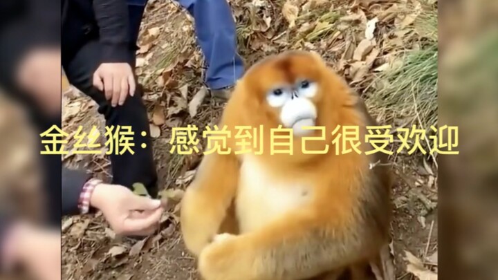 Khỉ vàng: Cảm thấy mình được yêu thích lắm!