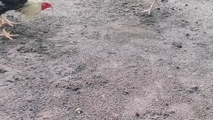 wag kayong mainip ilalaban korin kayo