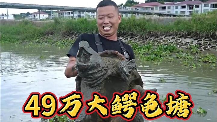 Today, I leased a pond full of giant snapping turtles for 490,000 yuan—how much stock will I end up 