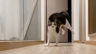 Mèo: Bốn chân của em có ý tưởng riêng của chúng ...