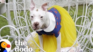 Pittie หมกมุ่นอยู่กับ Cinderella Carriage ใหม่ของเธอ The Dodo Pittie Nation