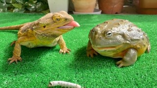 [Animals]A lizard taking food from a bullfrog