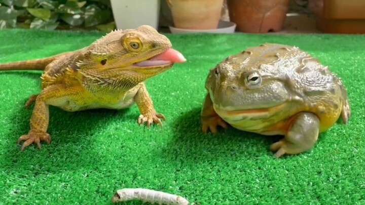 [Animals]A lizard taking food from a bullfrog