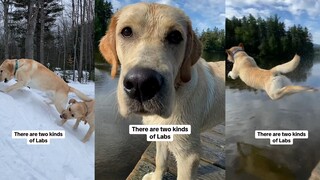 Two types of Labradors: one crazy and one top