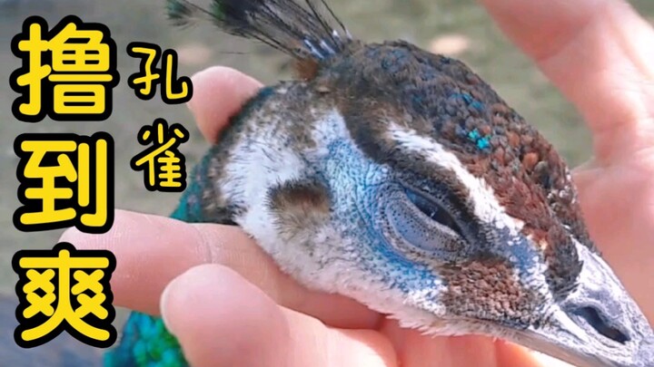 Turn a peacock into a chicken…