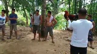 pinaligoan nang Palo manok nmin pro panalo prin.