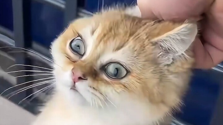 Cat: “I’ve never been this dumbfounded in my life!”