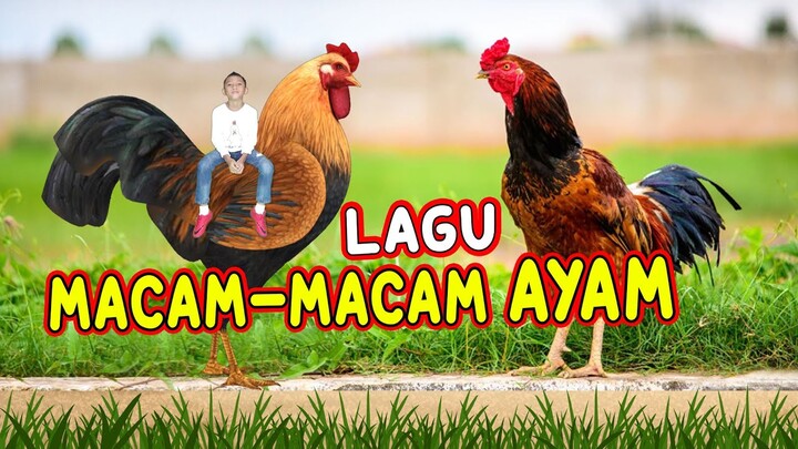 LAGU MACAM-MACAM AYAM I AYAM ALE