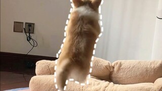 Sebuah keluarga yang terdiri dari tiga anjing datang untuk melakukan "Cloak Dog"