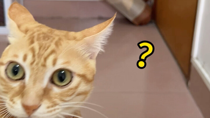 تعرضت الحقيبة لأكبر طعنة من الخلف في التاريخ!