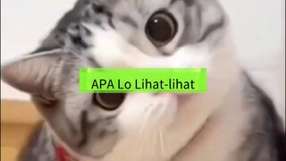 kompilasi video Kucing Lucu
