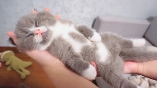 Don't buy a cat for 20 bucks!!