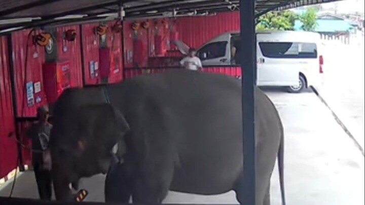 ร้านล้างรถไม่เพียงล้างรถได้ ยัง…ล้างช้างด้วย?
