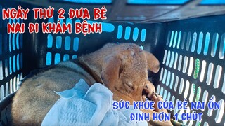 Sức khỏe bé nai ổn định hơn một chút, nhìn bé nai nhớ về bé lượm - tập 258