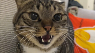 Apakah mempekerjakan pekerja kecil berusia lima tahun untuk memukul kapas melanggar hukum?