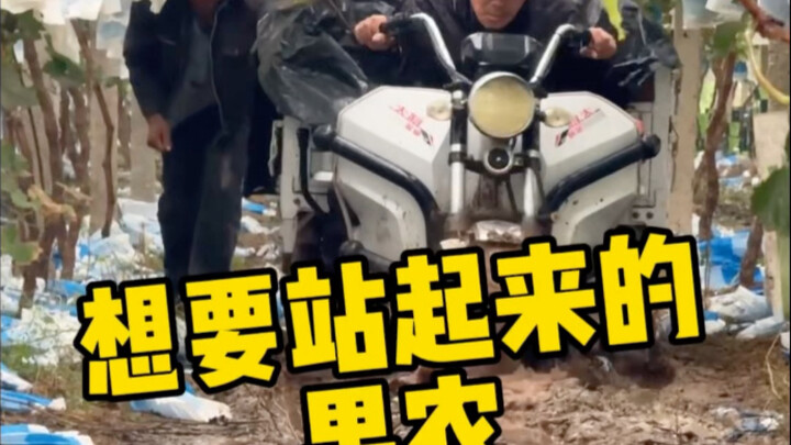 Mawar Matahari yang dulunya puluhan yuan per kilo kini hanya dibeli di ladang seharga lebih dari 1 y