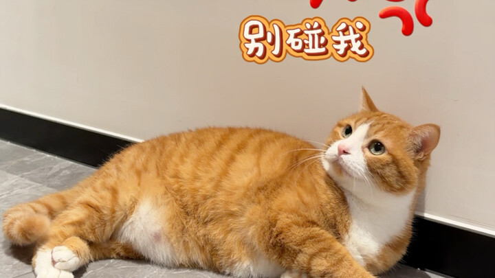The one thing my cat hates the most—what does your naughty kid hate?
