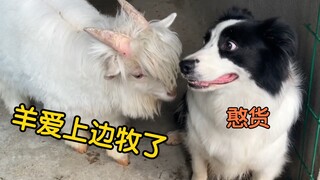 Apa yang akan terjadi jika kamu memaksa Border Collie belajar menggembala domba?