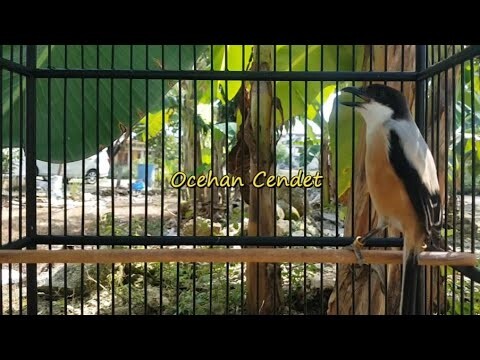 GAK Lama Cendet GACOR NGEROL Bongkar Iisan Setelah Dengar Suara KONSLET Cendet Ini