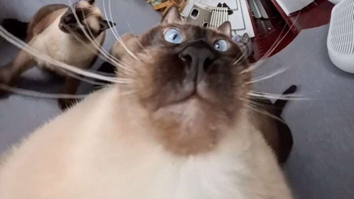 Con mèo của tôi bảo tôi không được tiếp tục dùng camera 360.