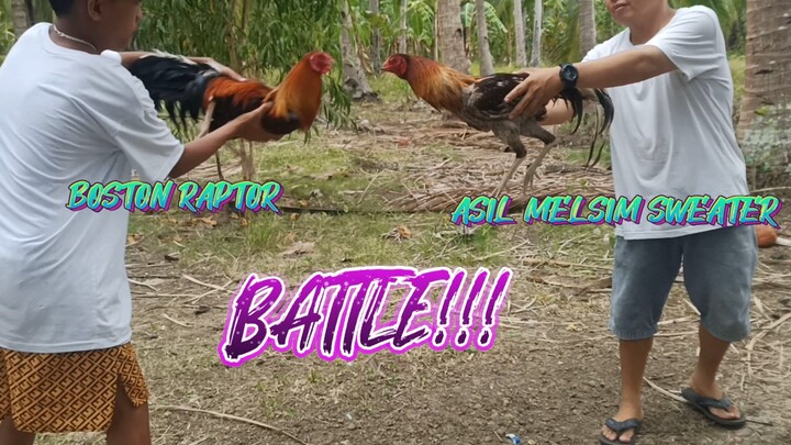 ASIL MELSIM SWEATER VS RAPTOR SWEATER SPAR!!     JRP BACKYARD