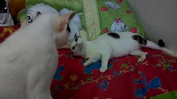 แมวบ้านป๋ารัก  - เงินแสนปะทะเผือกน้อย