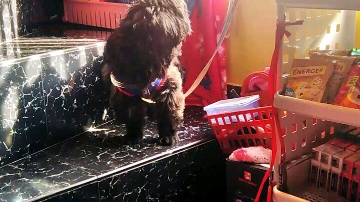 Choco di mklabas ang cute niya Lang kc