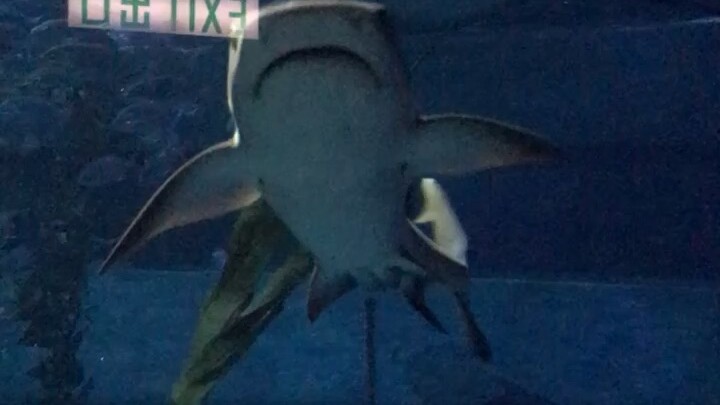 Shark 2