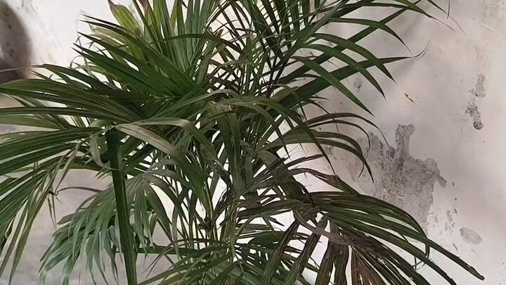 我家的美丽植物 | Sach Me Bahut Khoobsurat Hai | My Home Garden India | Mini Blog