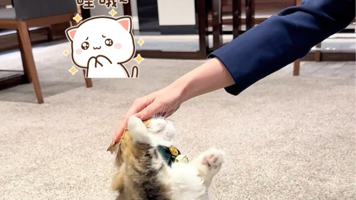 Socialization training for cats should start when they're young.